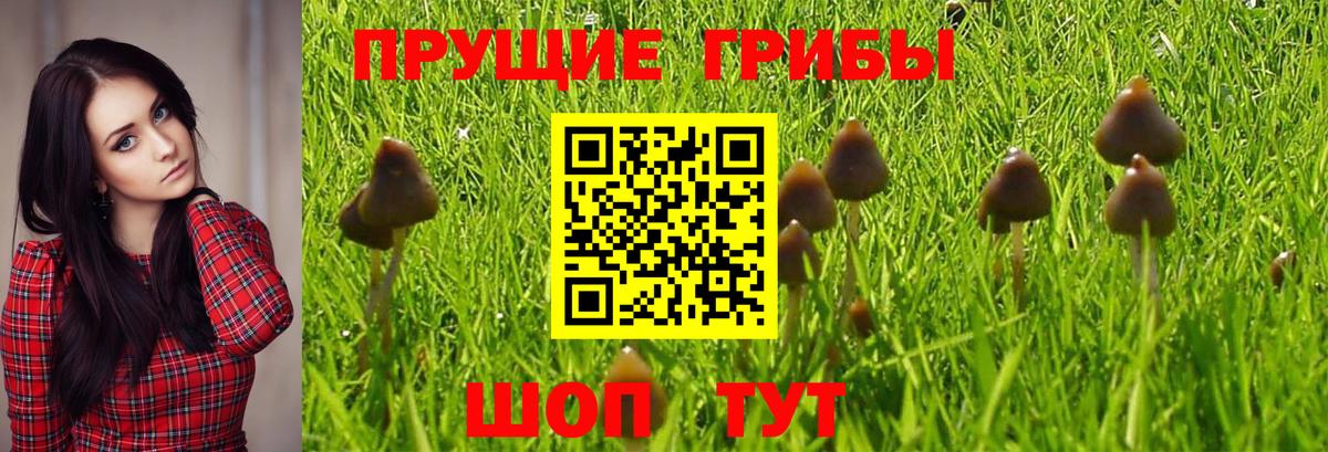 Галлюциногенные грибы Magic Shrooms  Вход с VPN  Псилоцибиновые грибы Cubensis  Звенигород 